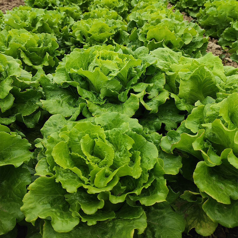 意大利奶油生菜生吃青菜蔬菜沙拉新鲜蔬菜批发火锅涮菜烤肉包菜 5斤