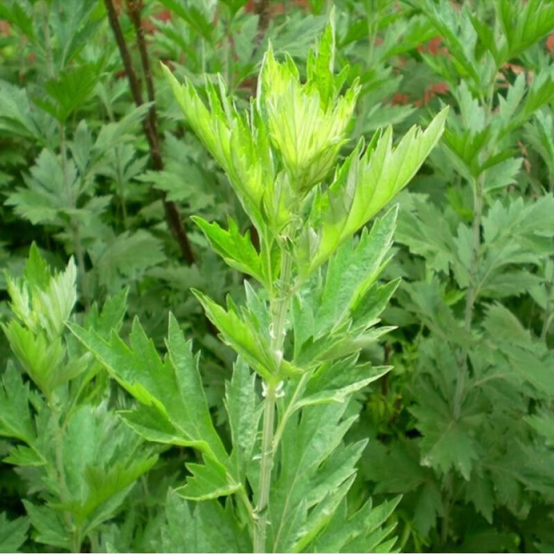 散装艾草种子 艾蒿艾叶种子 陈艾 艾绒香艾草盆栽 防蚊虫 艾草种子