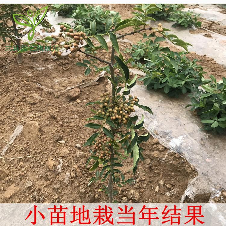 花椒树苗大红袍花椒苗四川食用麻椒苗盆栽地栽阳台庭院高产种当年结果