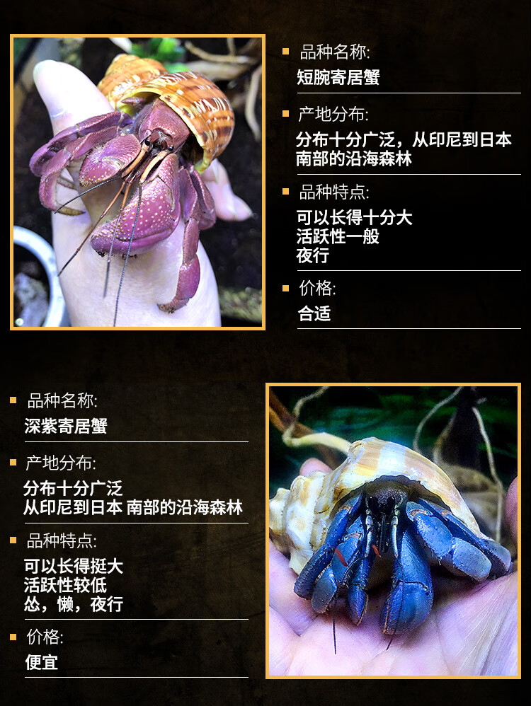淡水宠物灰白短腕寄居蟹陆地寄居蟹迷你宠物蟹淡紫深紫观赏蟹活体