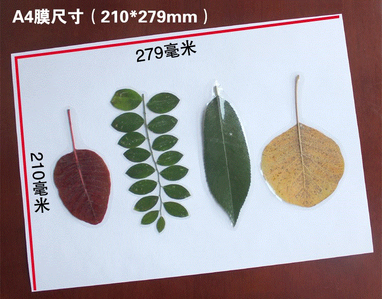 植物标本收集册册儿童植物标本夹制作树叶标本画收集材料树叶收集册