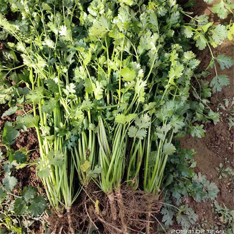 自家种植大叶香菜铁杆芫荽满天星胡荽新鲜蔬菜四季火锅料现挖发货精选