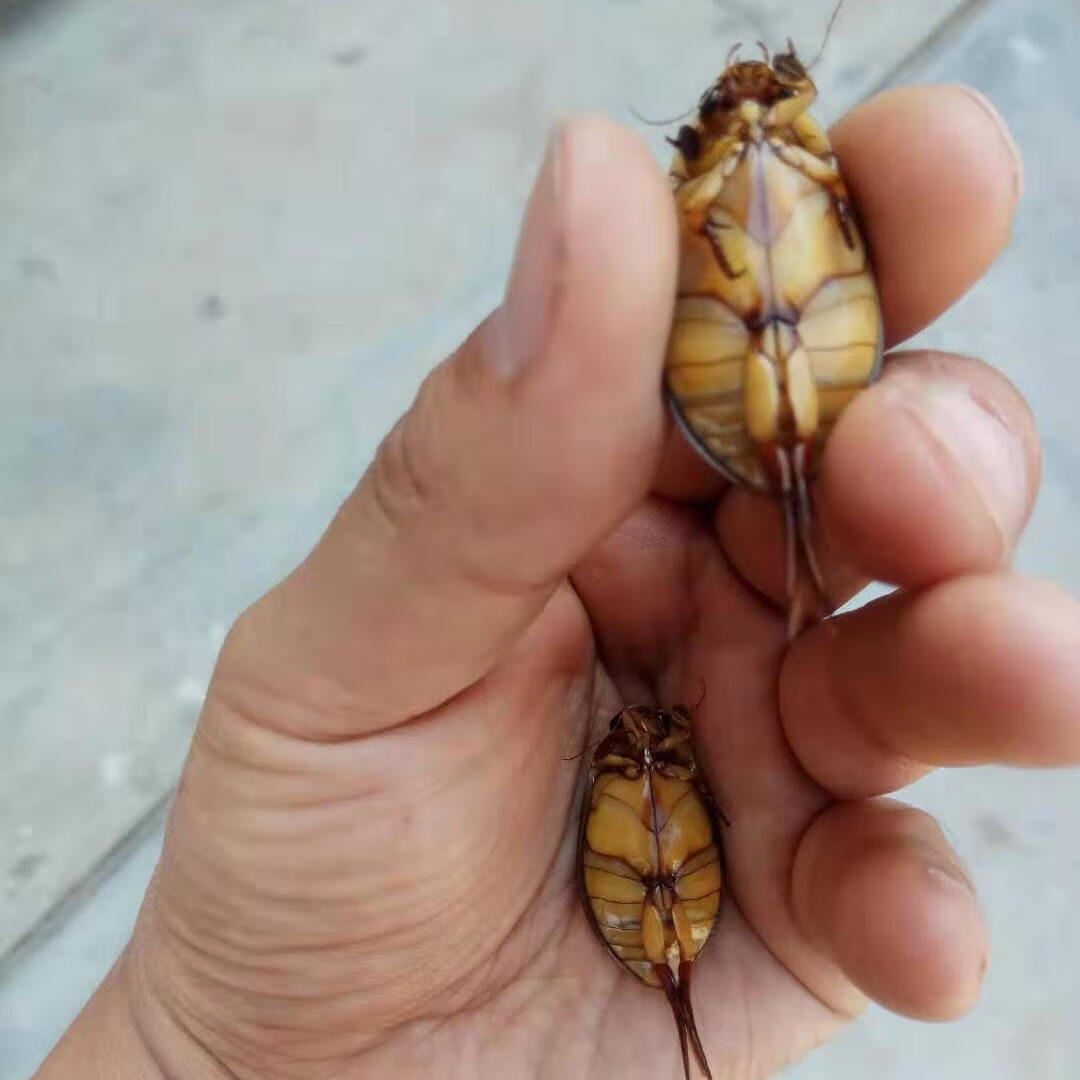 纯 活体速冻黄肚金边龙虱 水老鳖 水蟑螂 水龟子 射尿