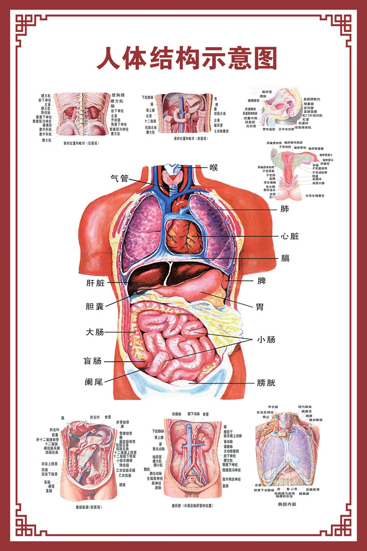 人体内脏解剖示意图医学骨骼肌肉器官血管血液结构图医院海报人体不