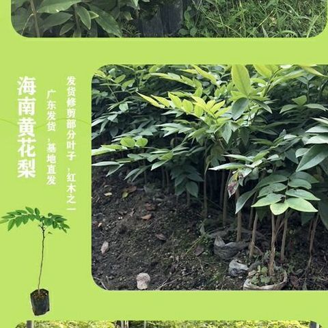 正宗海南黄花梨名贵苗木树苗油梨树苗红木降香黄檀树苗木盆栽地栽