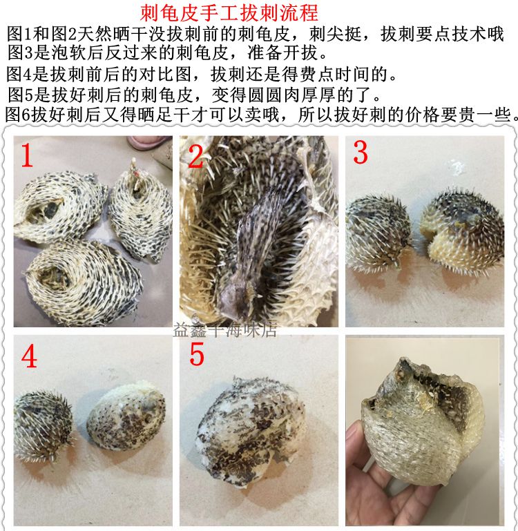 渔民自晒刺鱼皮海胆皮海棘鱼皮已拔刺龟鱼皮煲汤料250