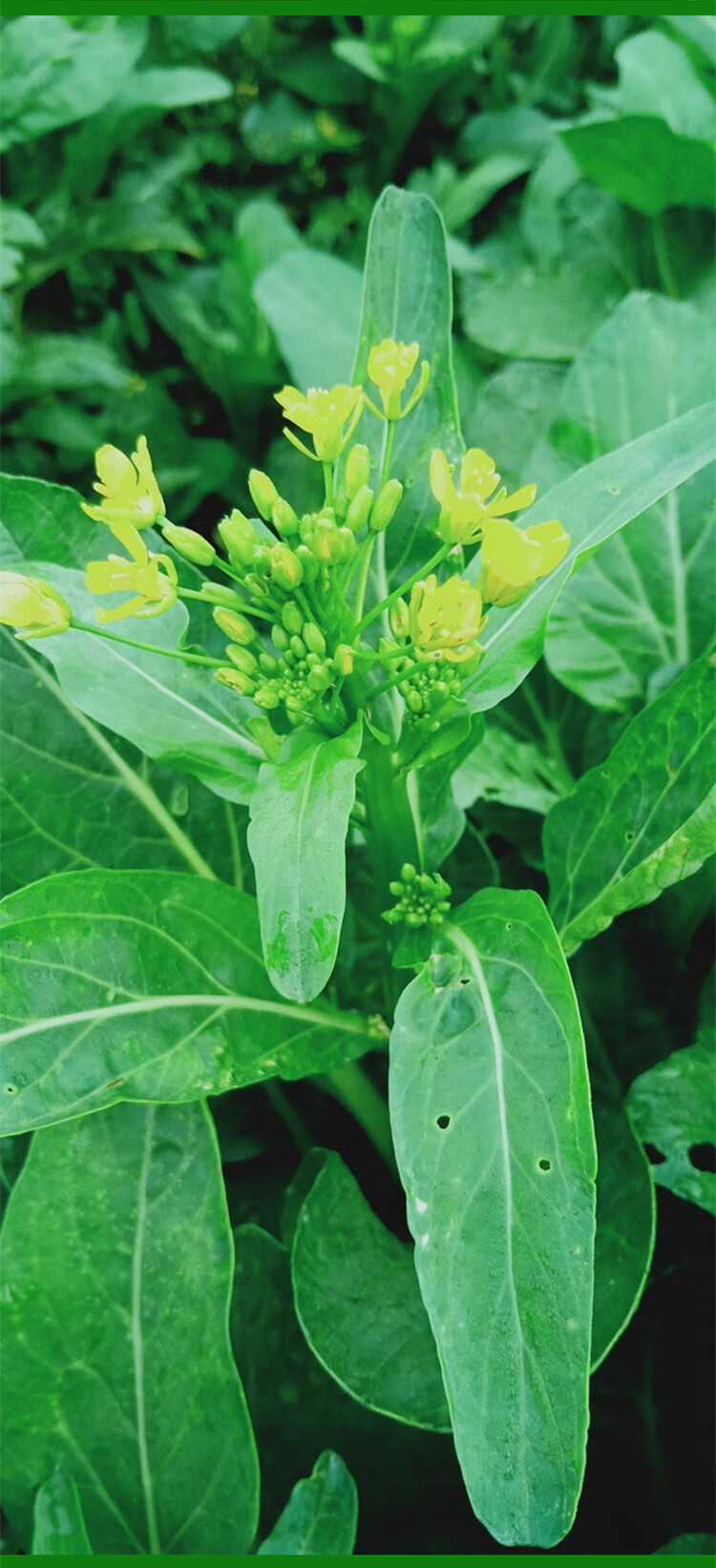 油绿甜菜心种子四季油菜心青菜种籽耐热农家大田阳台盆栽蔬菜种孑东绿
