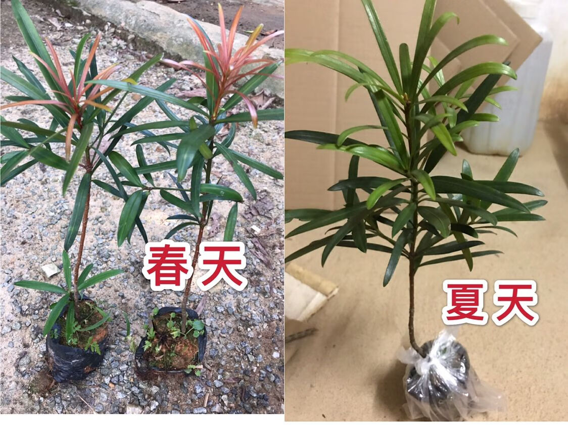 四季红芽罗汉松 海岛红芽罗汉松 造型罗汉松盆栽阳台庭院高档植物