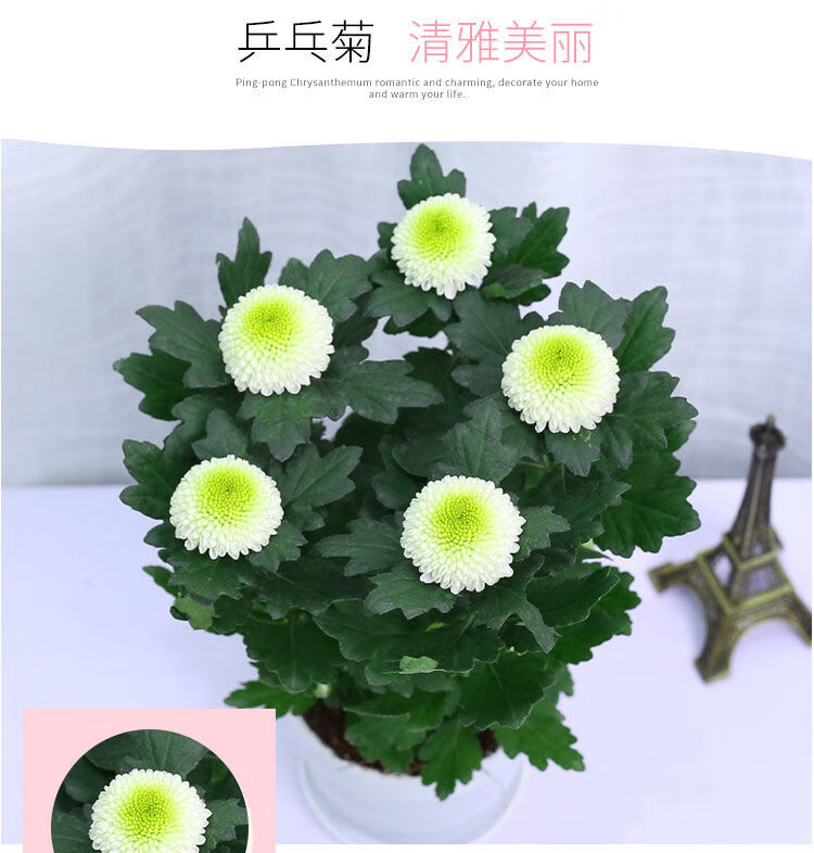 100粒种子乒乓菊 盆栽鲜花植物阳台室内外球菊花四季花卉雏菊种籽