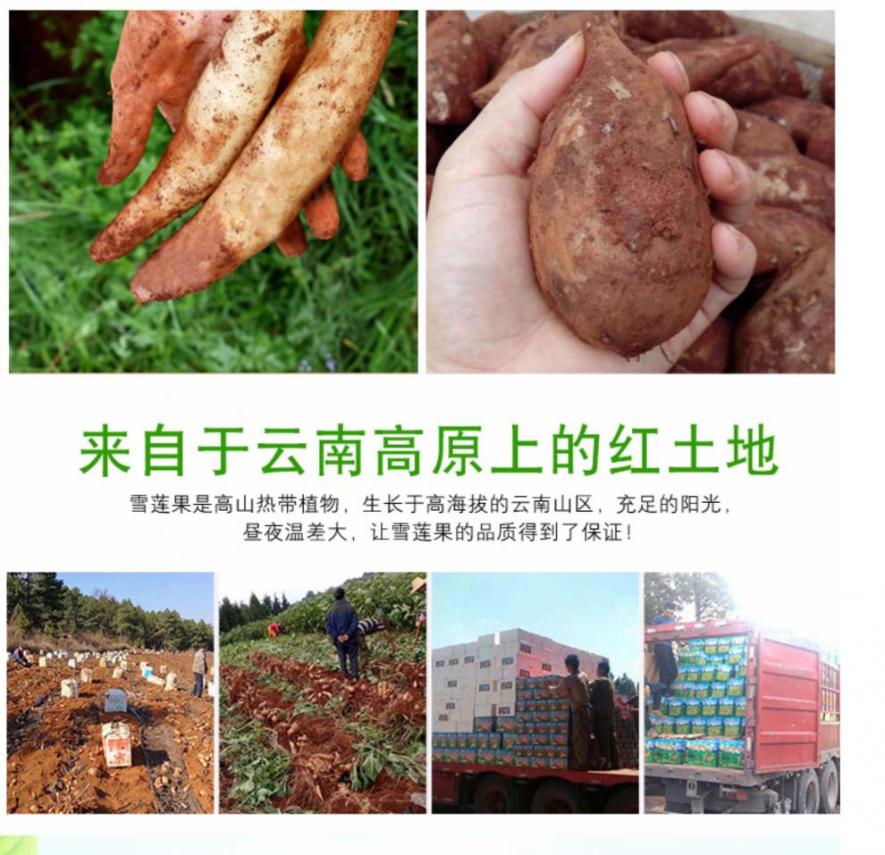 云南天山雪莲果大果带箱黄心新鲜当季现挖一级雪莲果水果5斤