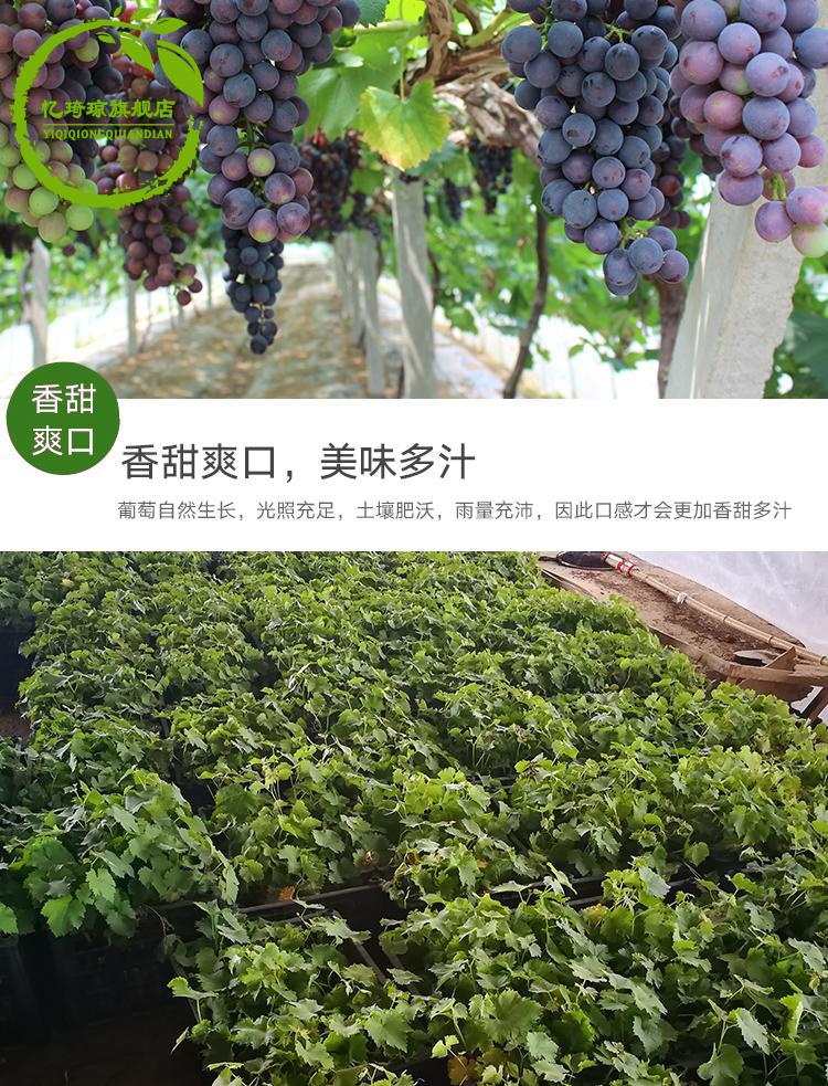 葡萄苗阳光玫瑰葡萄树苗蓝宝石无籽晴王香印盆栽地栽庭院南北方种植