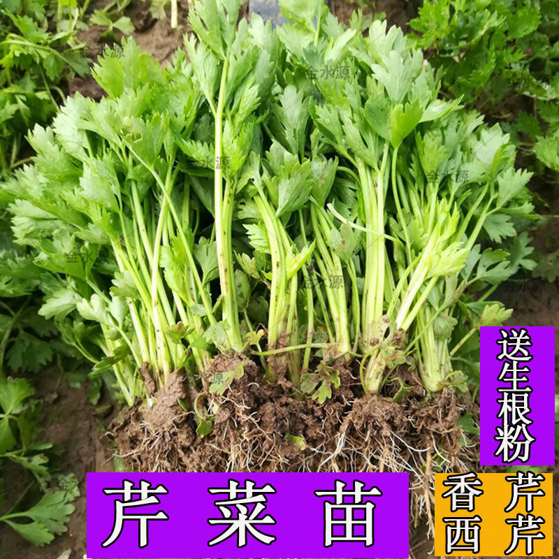 芹菜苗小香芹实心西芹四季盆栽种植蔬菜苗新鲜欧芹根栽培植物西芹苗10