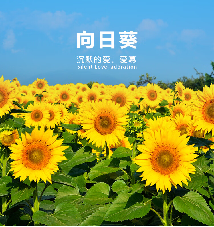 向日葵种子矮生庭院四季易种植种子迷你室内阳台观赏盆栽花卉种籽