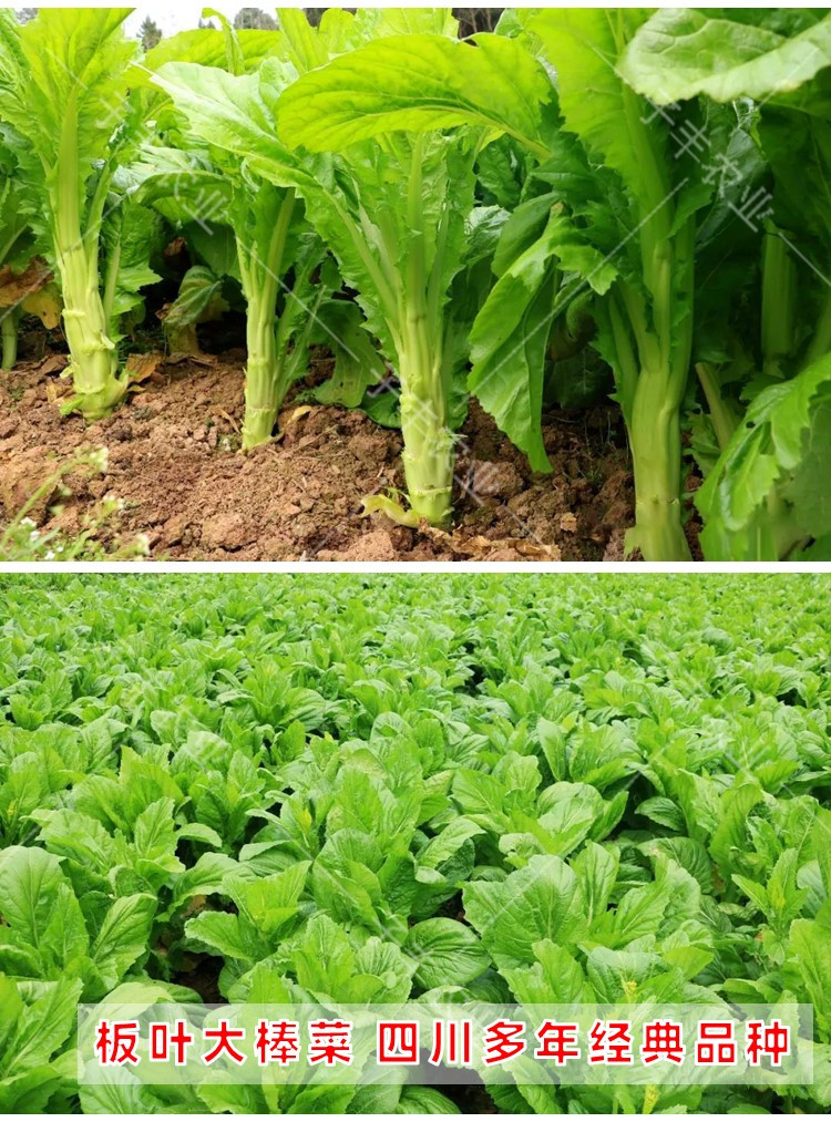四川特菜棒棒菜种都花叶板叶棒菜蔬菜种子秋季耐寒味鲜嫩青菜种籽花叶