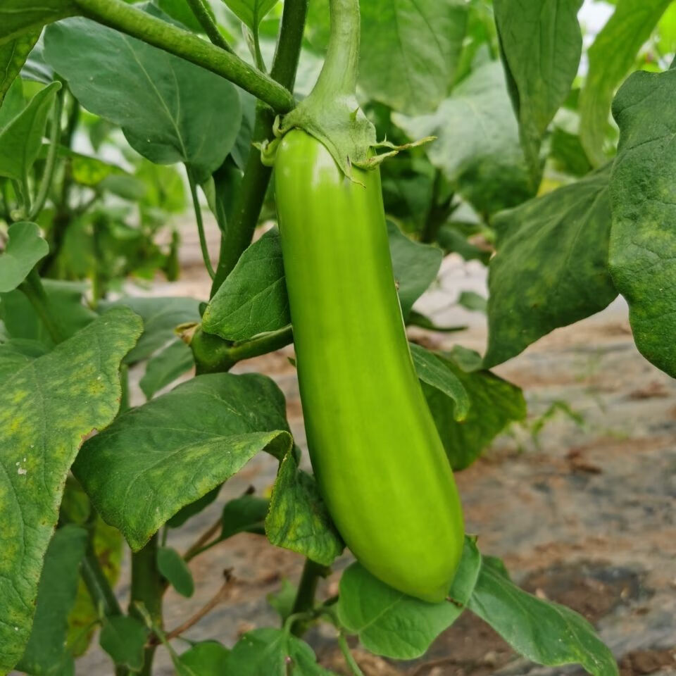 南通海门新鲜现摘青茄子绿皮茄子崇明长青茄现摘现发5斤