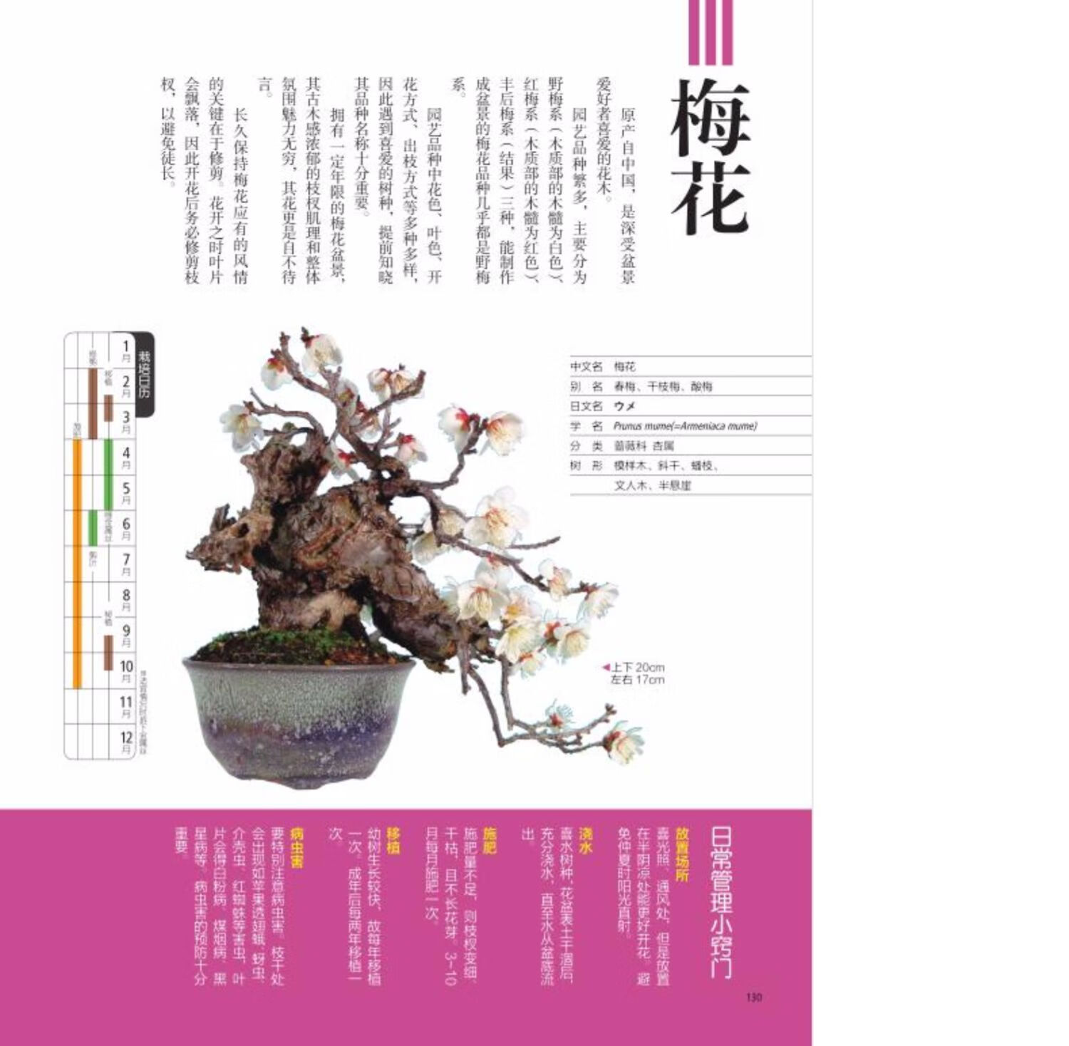 小品盆景47例 时崎厚 盆景书籍 图书大全盆景造型设计图制作教材入门