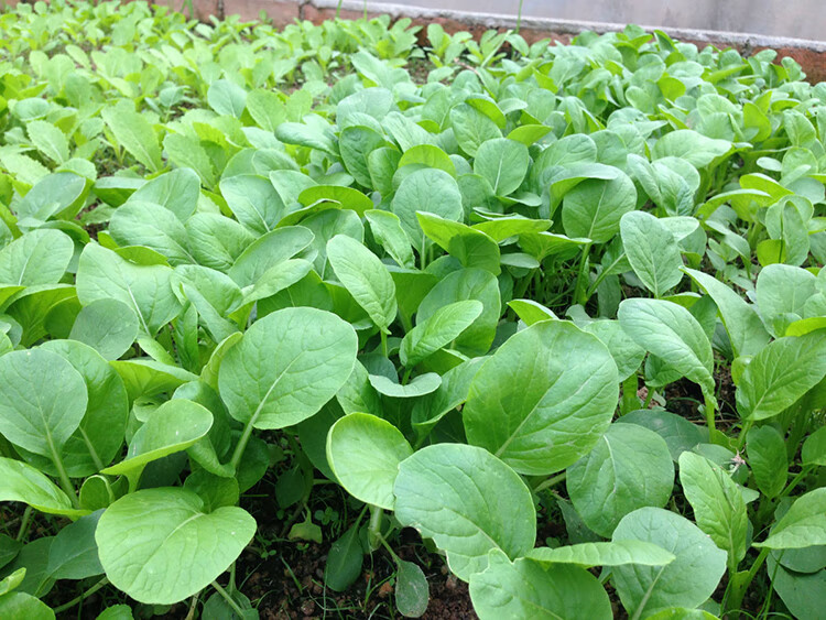 七种四季播蔬菜种子套餐 小葱芹菜小白菜生菜香菜阳台菜籽孑春季 7种