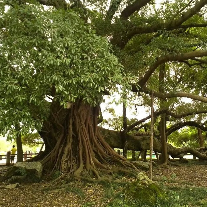 榕树种子 大小叶榕树垂叶榕人参榕树种盆栽高山盆景植物花卉种籽 大叶