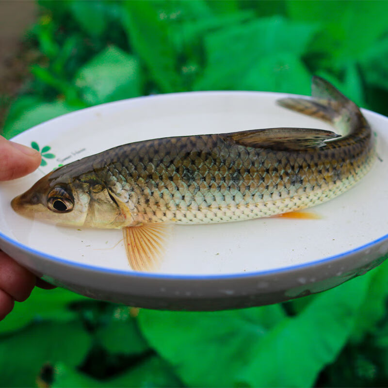 zxc花骨鱼家养鱼塘易活耐活土凤淡水养殖食用批发四川本地附近名贵种