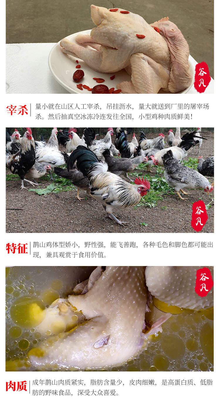 谷凡鹊山鸡纯种土鸡农家散养老母鸡纯粮喂养特产月子