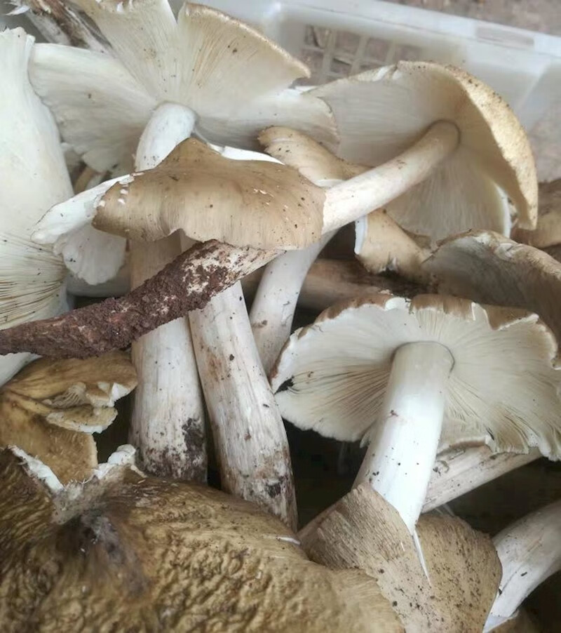 鸡枞菌 高产种子2包伞把菇菌种荔枝菌三塔菌斗鸡公菌包 人工种植 鸡枞