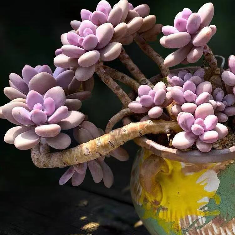 芊阙轻奢芊阙桃蛋多头群生多肉植物妖桩悬崖桩大长腿桃美人粉玉桃之卵