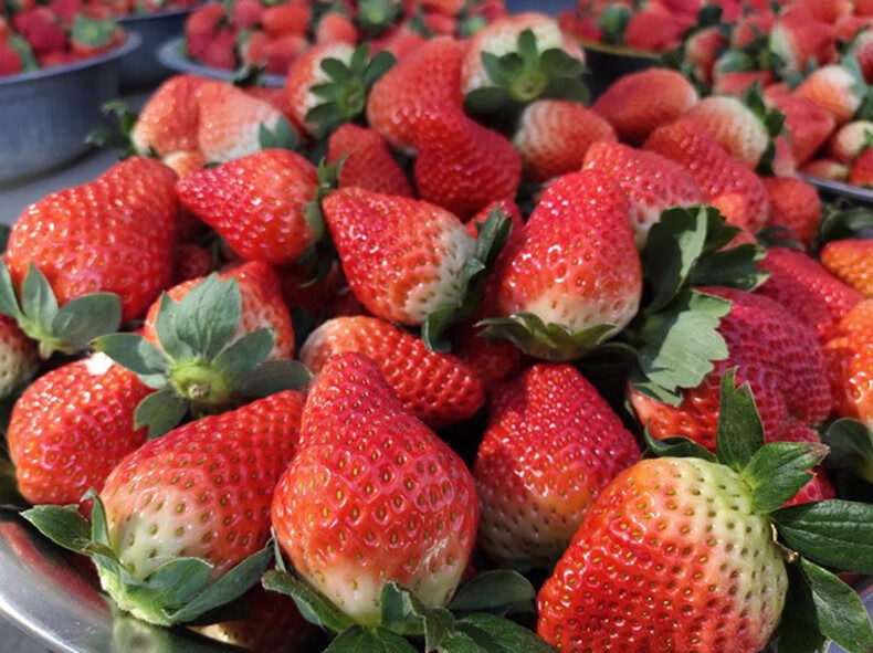 欣娃 四川大凉山草莓 现摘现发奶油草莓 新鲜水果 3斤中果（净重2.8）