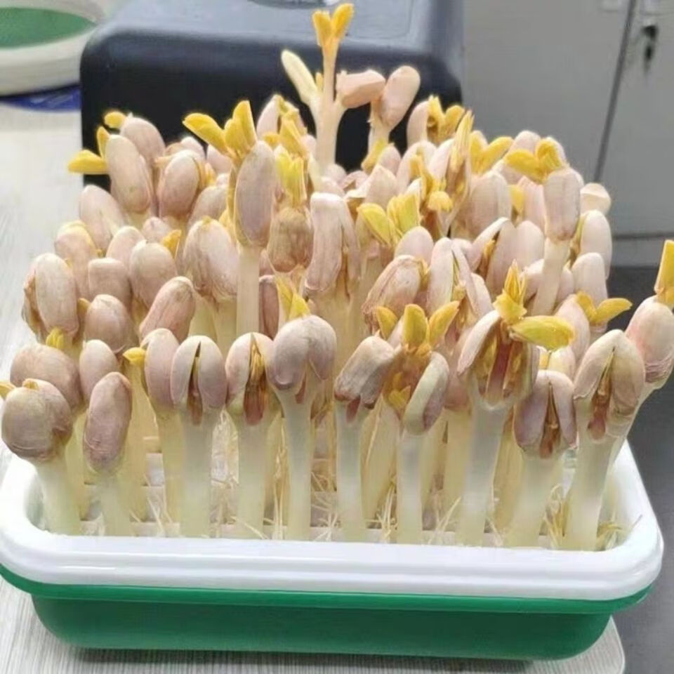 花生芽发芽神器水培花生芽种植专用盘豆苗育苗箱种子籽机豆芽菜罐 四