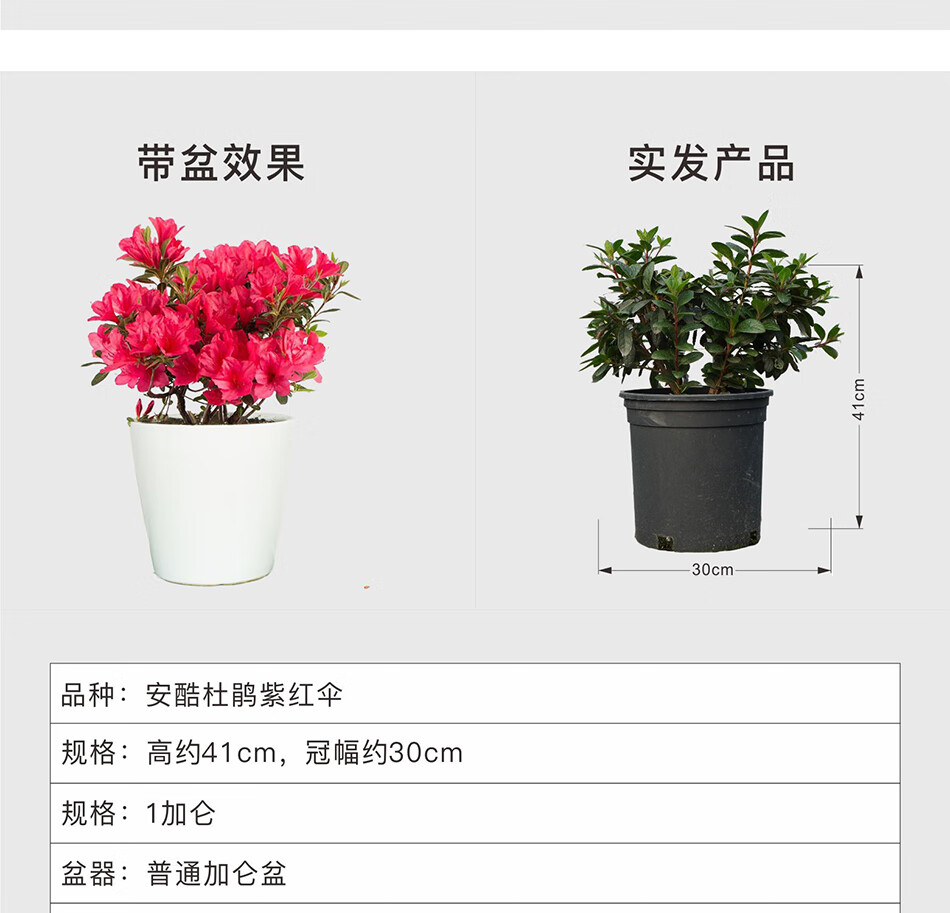 华苗木云安酷杜鹃花 五彩杜鹃花卉盆栽花苗 阳台绿植盆栽树苗四季开花