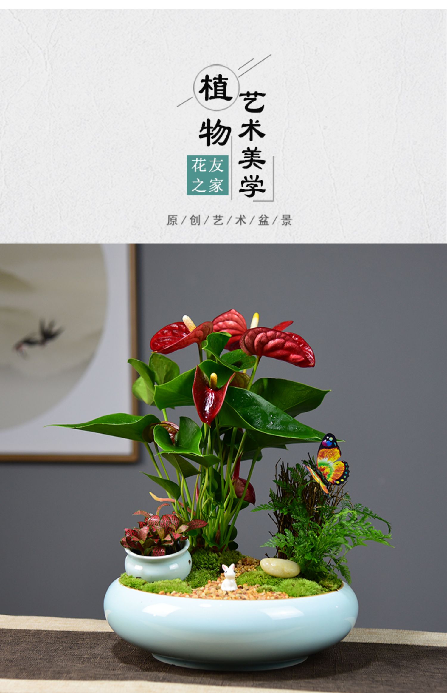 多瑙梦红掌盆栽一帆风顺盆景室内鸿运当头办公客厅花卉绿植净化空气