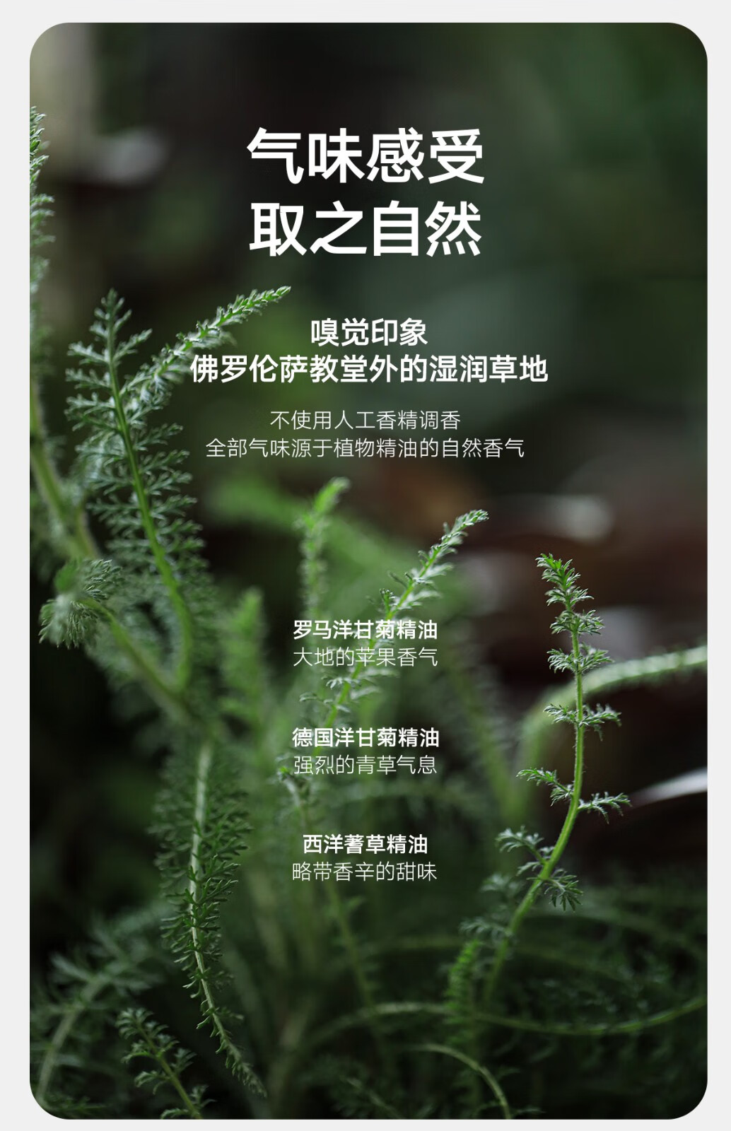 雏菊的天空（DAISY SKY）翡冷翠夜间修护精华油抗皱紧致精华油舒缓祛痘控油精华油 30ML