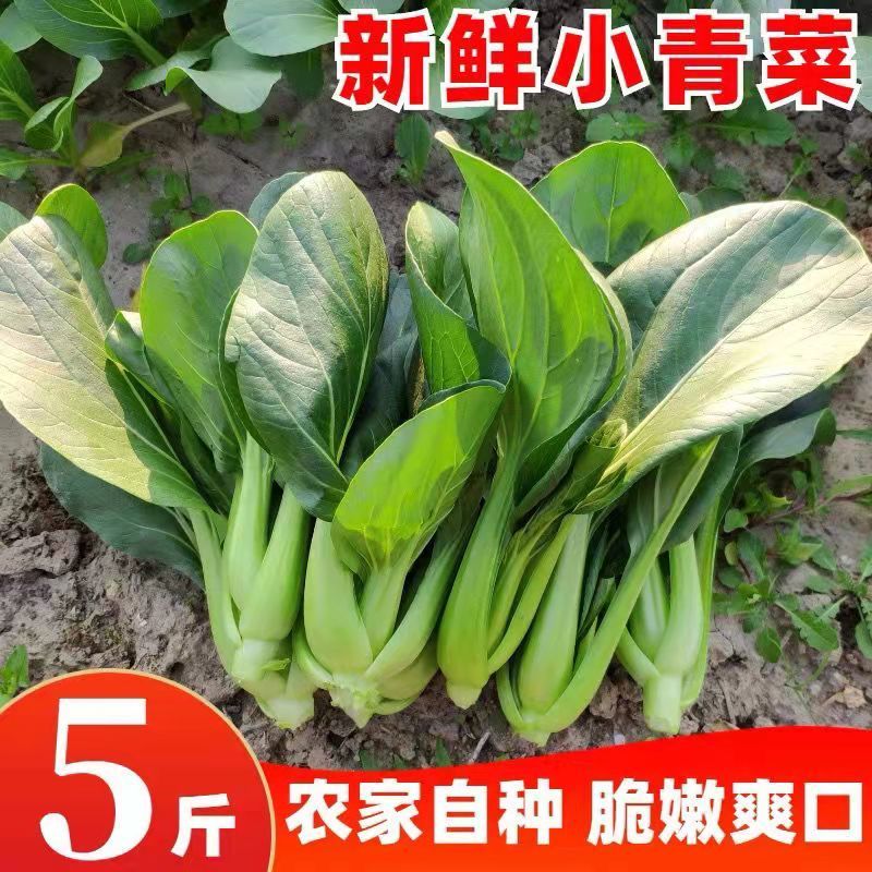 现摘现发小青菜新鲜上海青蔬菜油菜农家自种露天太湖青菜软糯甜2斤