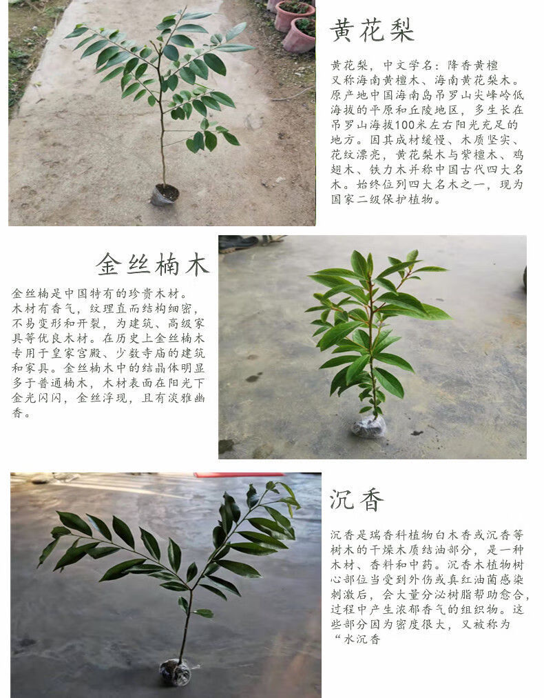 正宗名贵树苗沉香树苗 黄花梨树苗 金丝楠木树苗 沉香