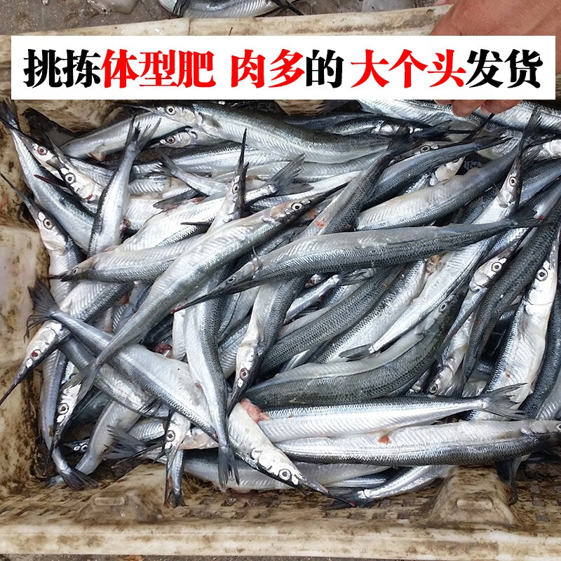 三座海烟台莱州针梁鱼小马步鱼古董鱼凉鱼梁鱼1000g612条海鲜水产海鱼