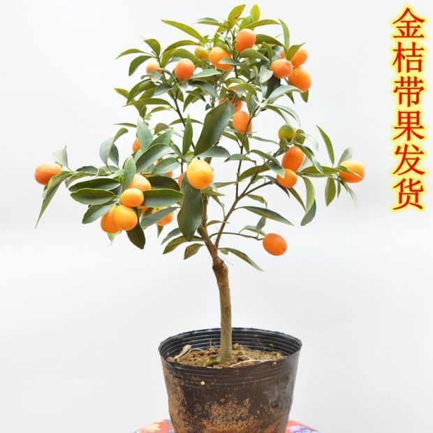 树室内植物好养南方种植果树苗水果树苗果苗 羊奶金桔【营养丰富】 4