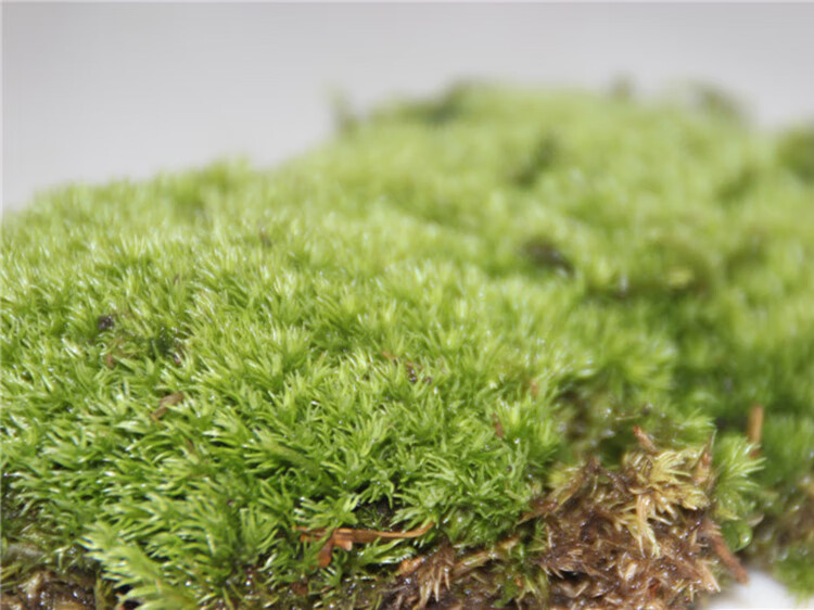 鹿凌青鲜活苔藓植物盆景铺面青苔微景观材料水陆缸吸水石 凤尾藓一盒1