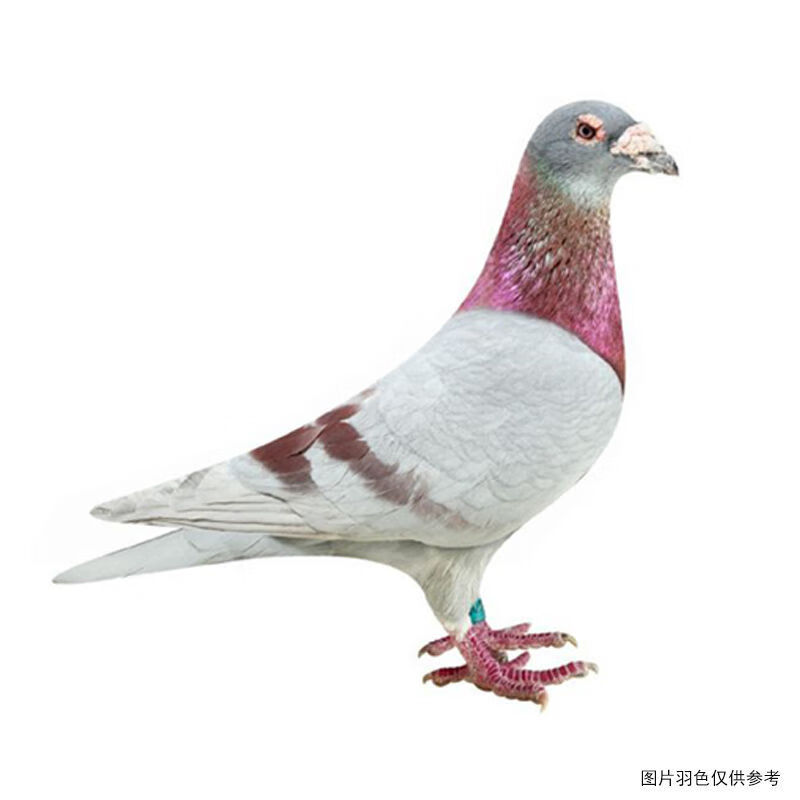 鸽子活体信鸽赛鸽成绩种鸽农家散养肉鸽下蛋鸽幼鸽青年鸽健康 红雨点