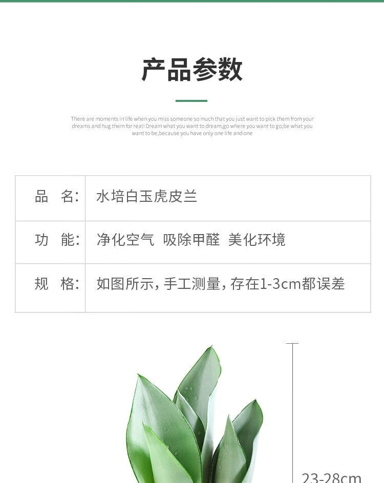 金边虎皮兰 白玉兰 水培办公室 除甲醛绿植植物盆栽 虎皮兰室内花卉