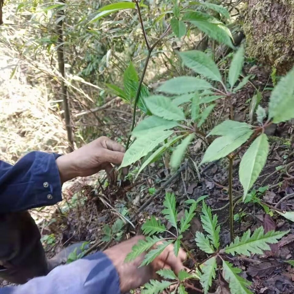 伟博贵州野生竹节参竹根七麻叶三七盘龙七250克250g