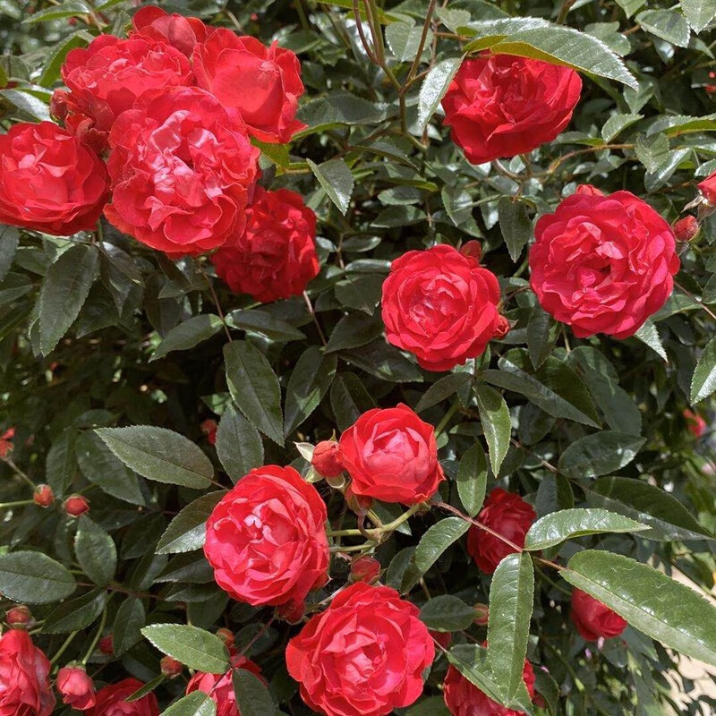 甜蜜红木香花苗四季特大浓香花卉七里香庭院阳台别墅围栏爬藤植物黄