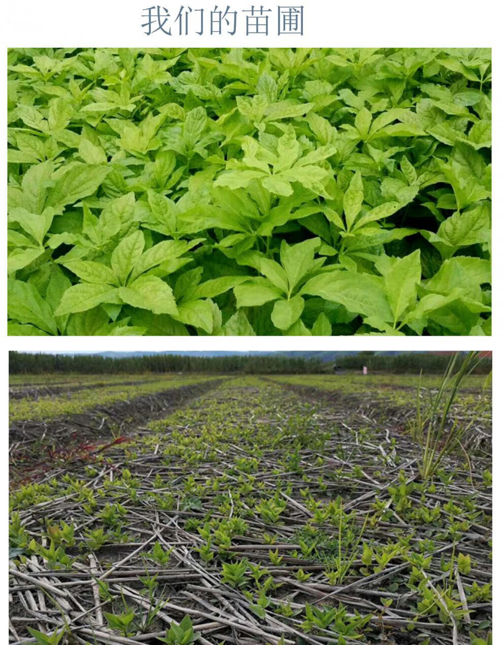 东北刺五加苗短梗刺五加山野菜中草药苗刺五加树苗苗圃直供 10棵2年苗