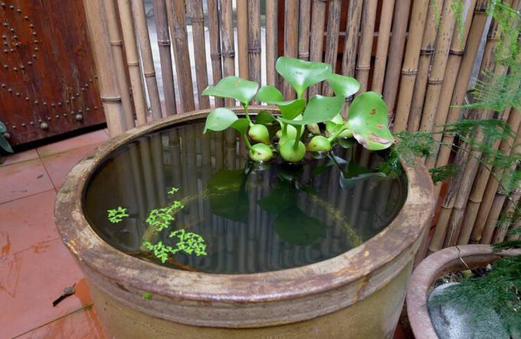 水葫芦植物水生水养植物鱼缸池塘水池净化水质种植花卉好养t12100株水