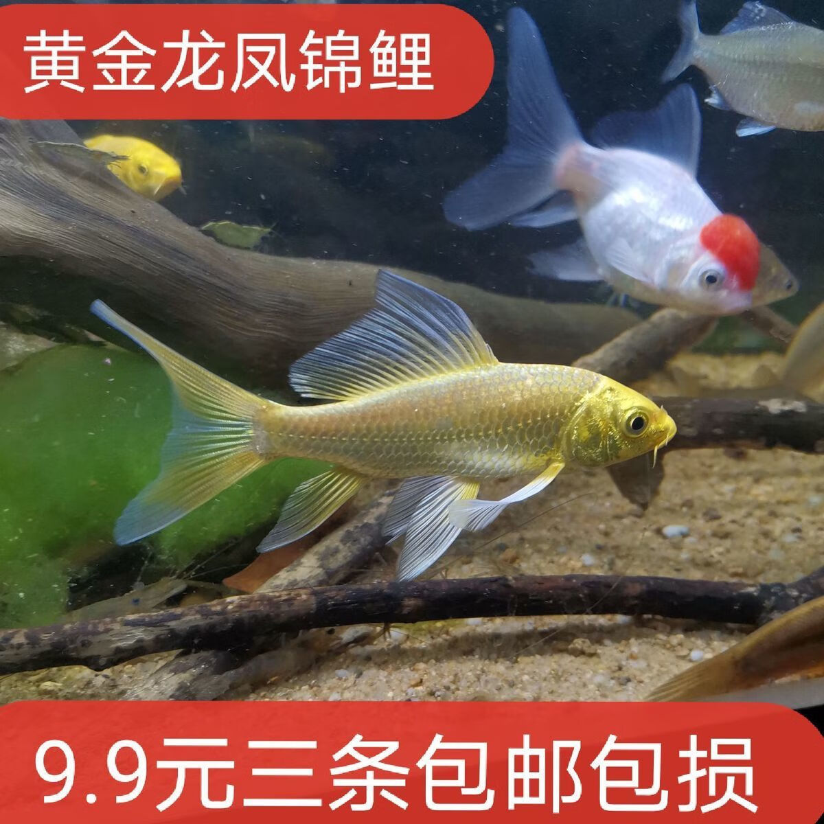 黄金龙凤长尾长鱼鳍红白三色蝴蝶锦鲤淡水冷水观赏鱼好养活体金鱼锦鲤