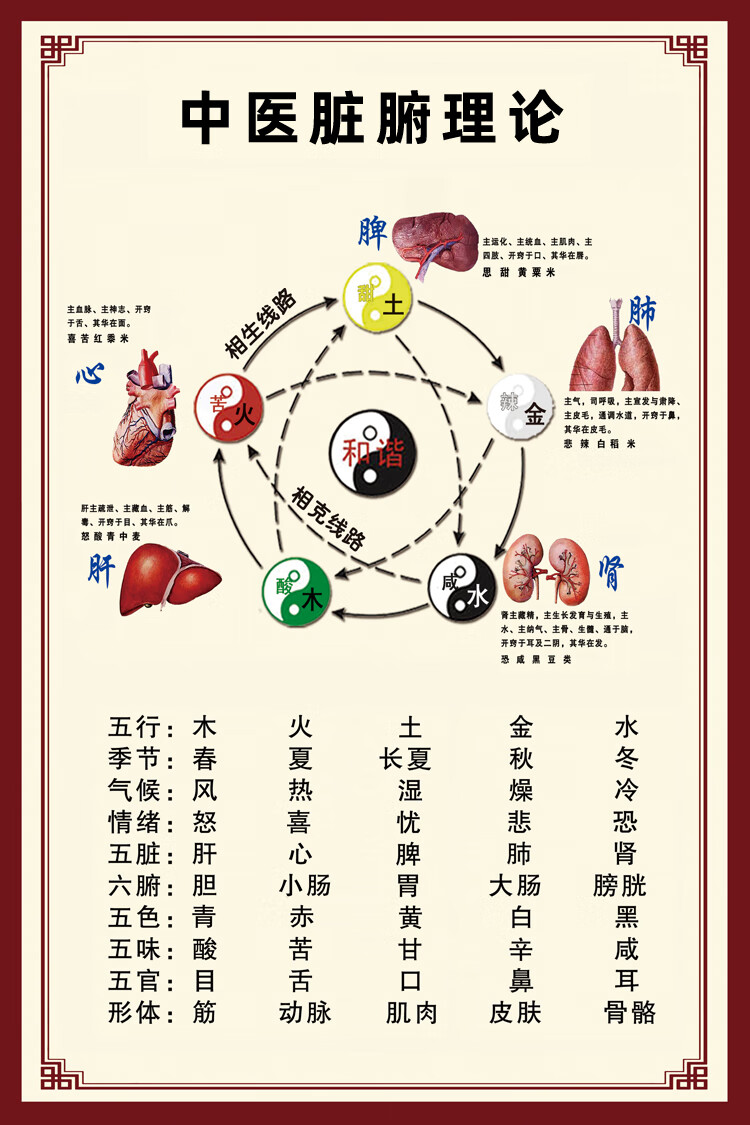 中医脏腑论墙贴画五行养生文化宣传海报五脏六腑关系挂图 中医五行