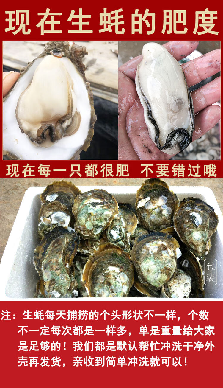 湛江特大生蚝新鲜现捞鲜活生蚝带壳海鲜水产贝类批发即食现捕xxl45只