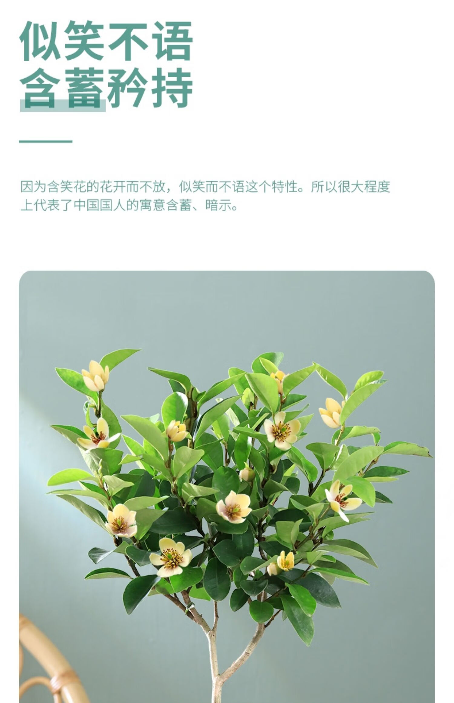 含笑花盆栽花卉植物室内花易养活阳台庭院四季喜半阴多年生5年苗含笑