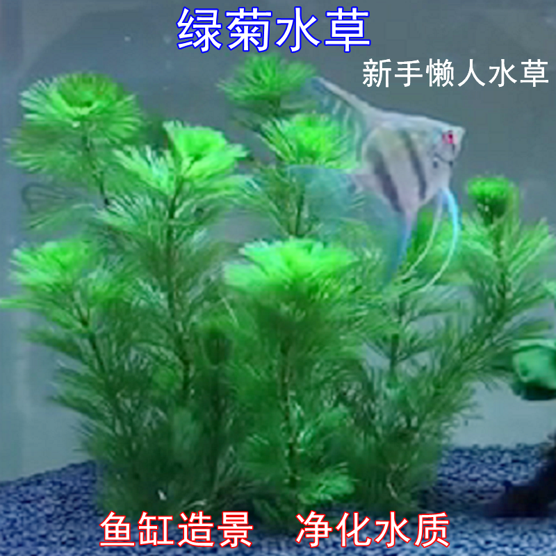 鱼缸造景后景活体淡水植物真水草绿菊水族箱装饰养鱼龟懒人水草绿菊