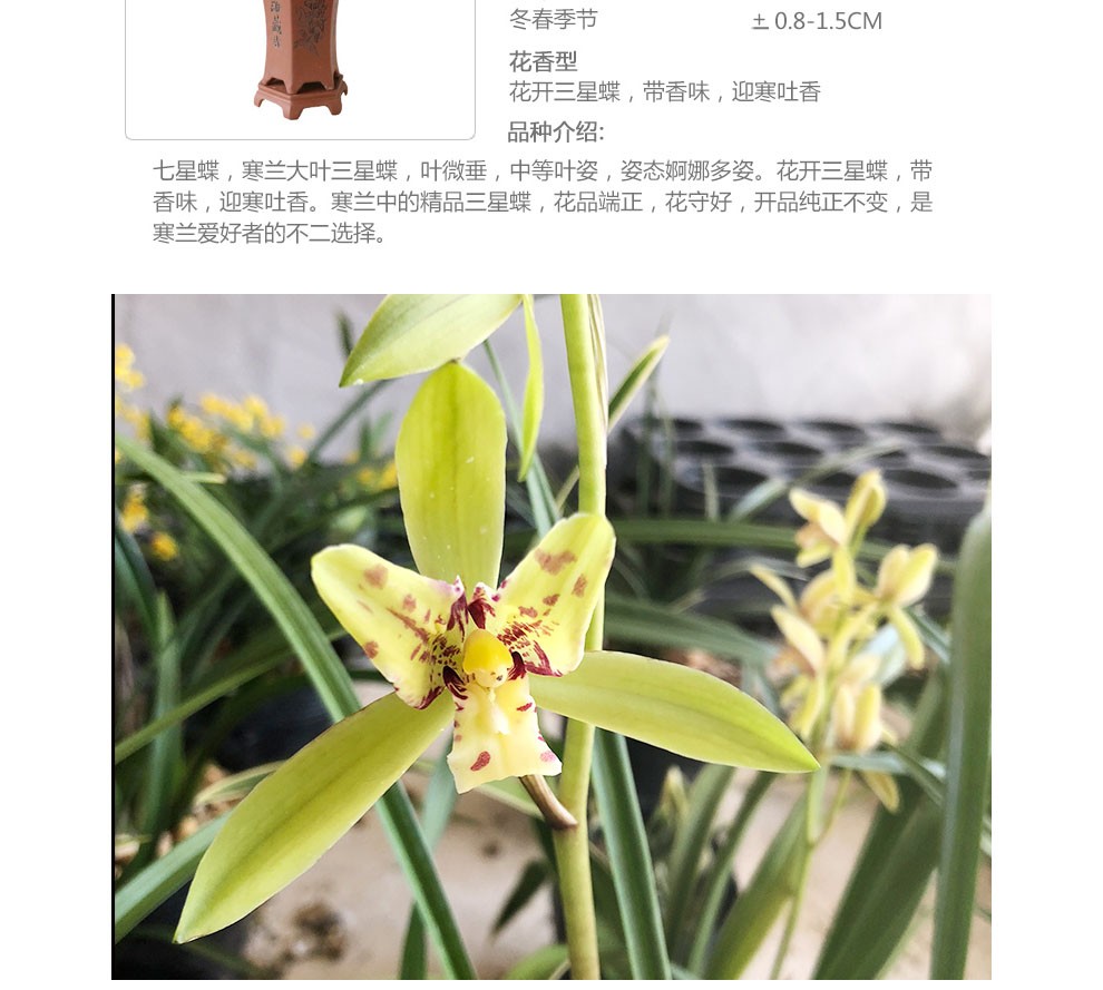云南朵香春兰花苗新品 红韵妃 花大红色浓香冬带花苞出售室内花卉绿