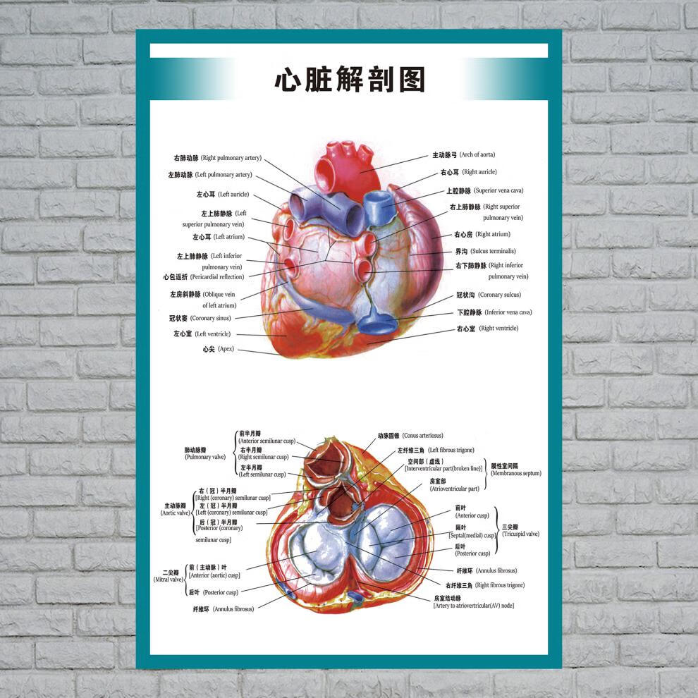 心脏结构图医院海报全身器官分布穴位图解剖图挂画人体内脏位置分布图