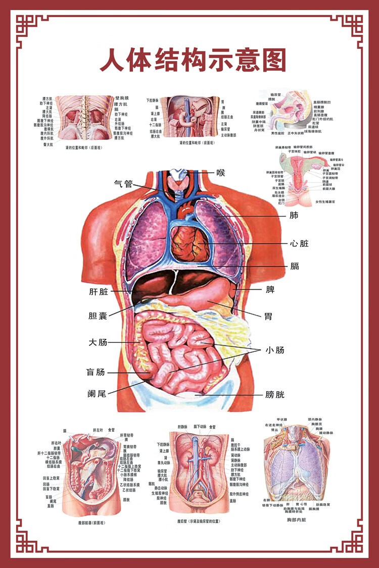 人体内脏解剖示意图医学骨骼肌肉器官血管血液结构图医院海报 肛肠